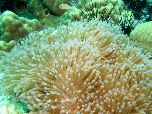 beautiful anemone