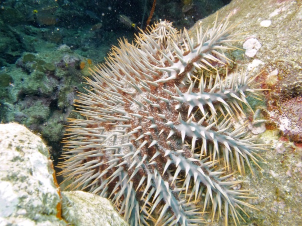the carnivorous crown of thorns starfish