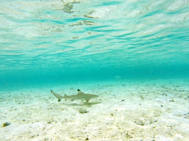 Baby shark patrols the North Lagoon
