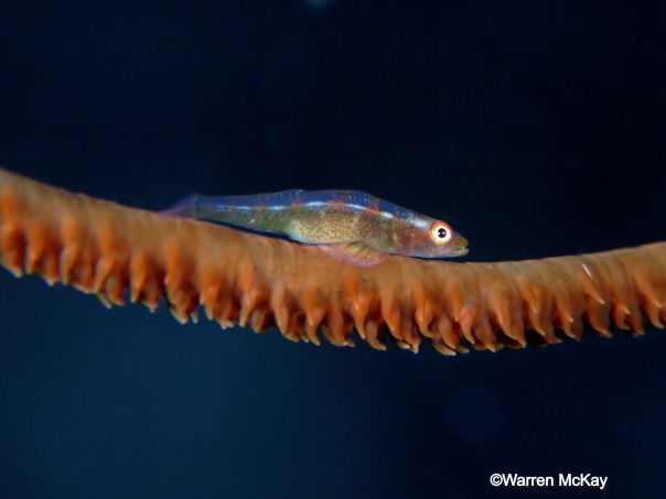 Wire coral goby