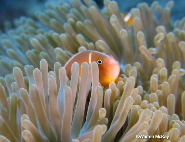 Skunk anemone fish